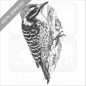 Nuttall's Woodpecker