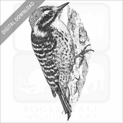 Nuttall's Woodpecker
