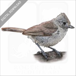 Oak Titmouse stock image