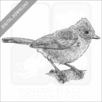 Oak Titmouse