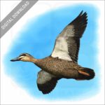 Pacific Black Duck stock image