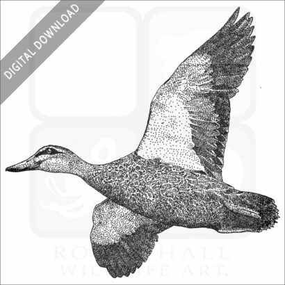 Pacific Black Duck