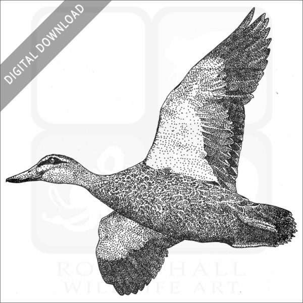 Pacific Black Duck