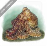 Pale Octopus stock image