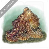 Pale Octopus stock image