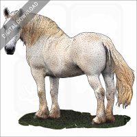 Percheron Horse