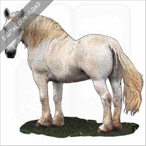 Percheron Horse