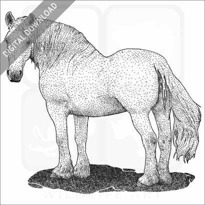 Percheron Horse stock image
