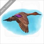 Philippine Duck stock image