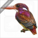 Philippine Dwarf Kingfisher stock image