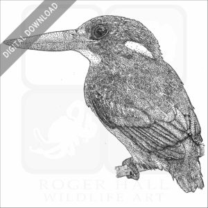 Philippine Dwarf Kingfisher