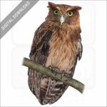 Philippine Eagle-Owl stock image