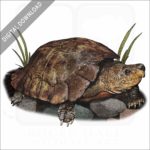 Philippine Forest Turtle stock image