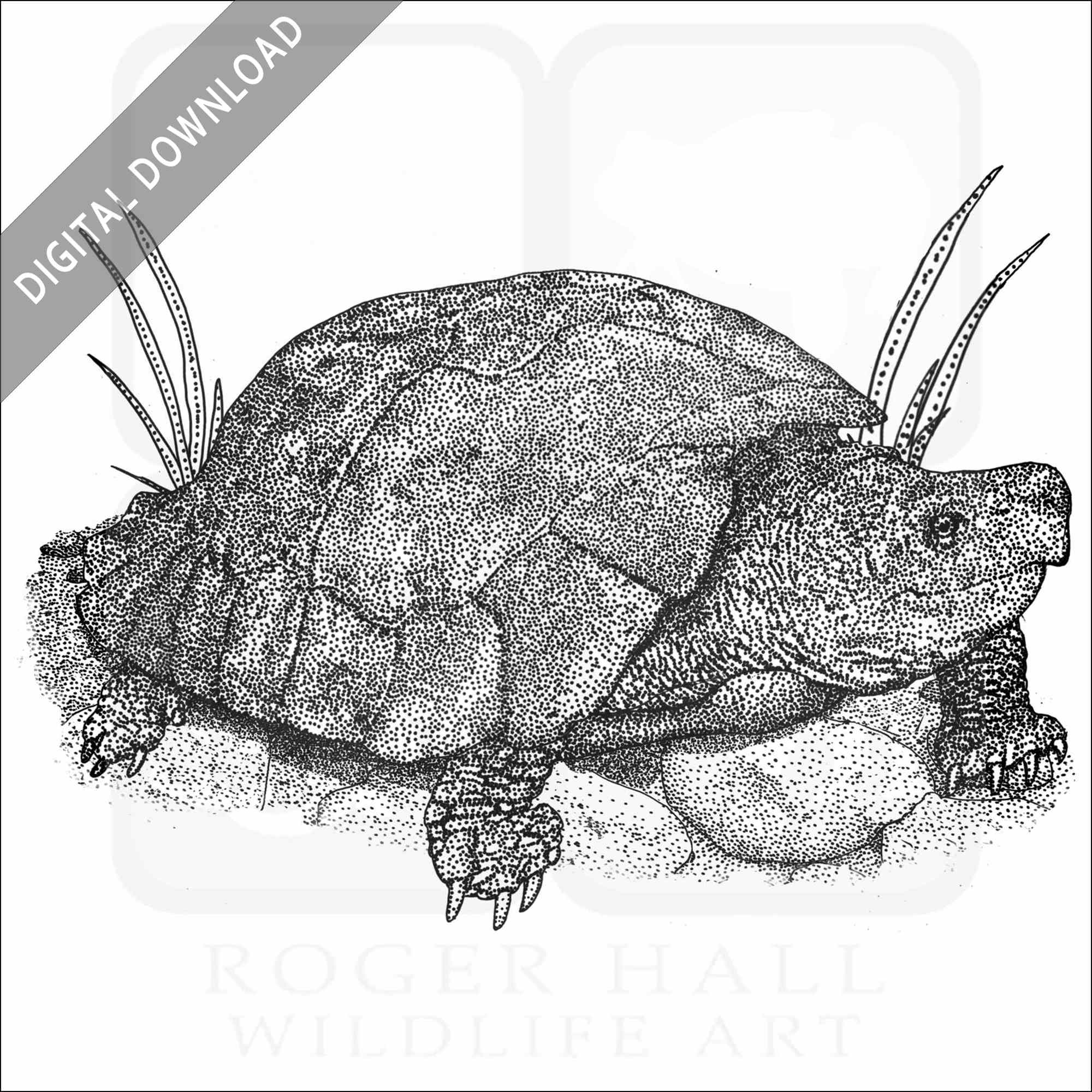 Philippine Forest Turtle | lupon.gov.ph