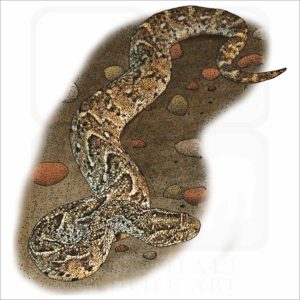 Puff Adder illustration