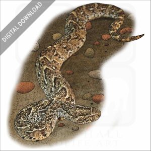 Puff Adder stock image