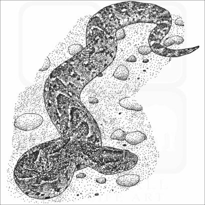 Puff Adder