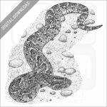 Puff Adder