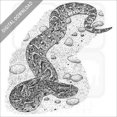 Puff Adder
