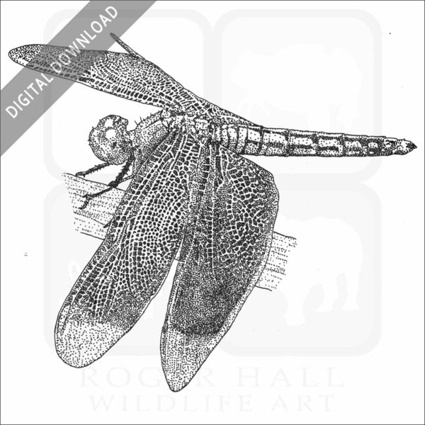 Red Percher Dragonfly