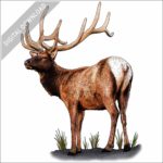 Rocky Mountain Elk stock image