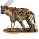 Spotted Hyena stock image