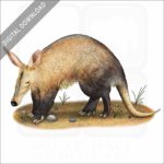 Aardvark Stock Art Image
