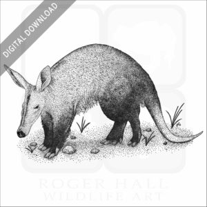 Stock art image of an Aardvark