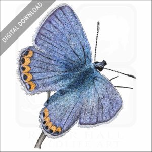 Acmon Blue Butterfly illustration