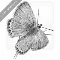Acmon Blue Butterfly stock image