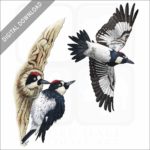 Stock art illustration of Acorn Woodpeckers