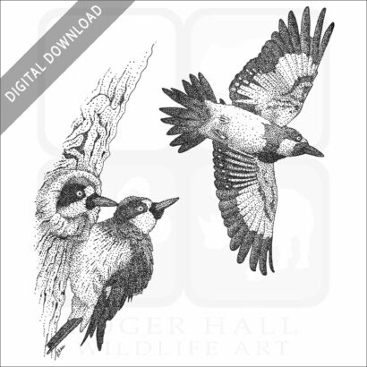 Stock Art Drawing of Acorn Woodpeckers - Image 2