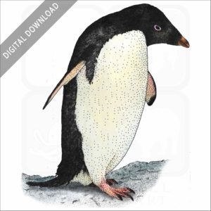 Adélie penguin
