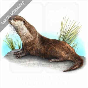 African Clawless Otter stock art