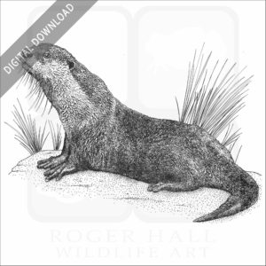 African Clawless Otter illustration