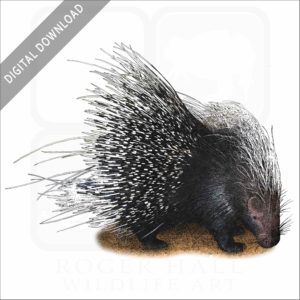 African Crested Porcupine stock art drawing