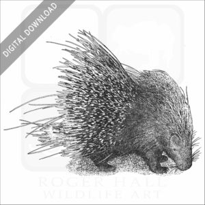 African Crested Porcupine drawing