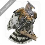African Crowned Eagle stock art