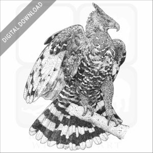 African Crowned Eagle