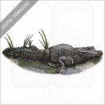 African Dwarf Crocodile stock art