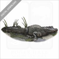 African Dwarf Crocodile stock art
