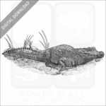 African Dwarf Crocodile stock art illustration