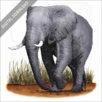 African Elephant stock art