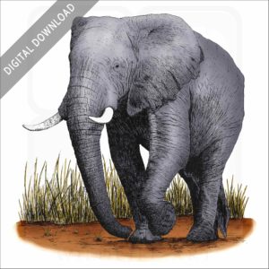 African Elephant stock art