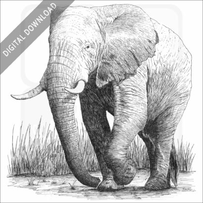 African Elephant