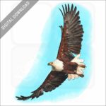 African Fish Eagle stock image
