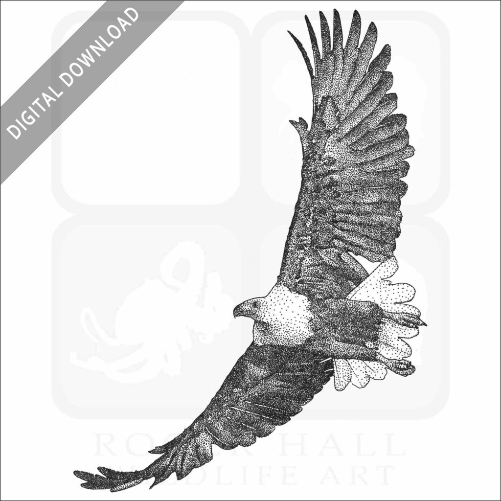 Stock Art Drawing of an African Fish Eagle – inkart