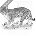African Golden Cat stock image