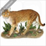 African Golden Cat stock art image