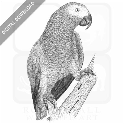 African Gray Parrot stock art